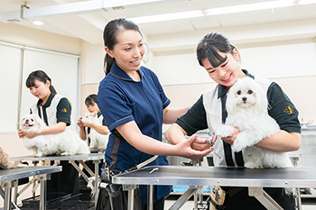 トリミング実習