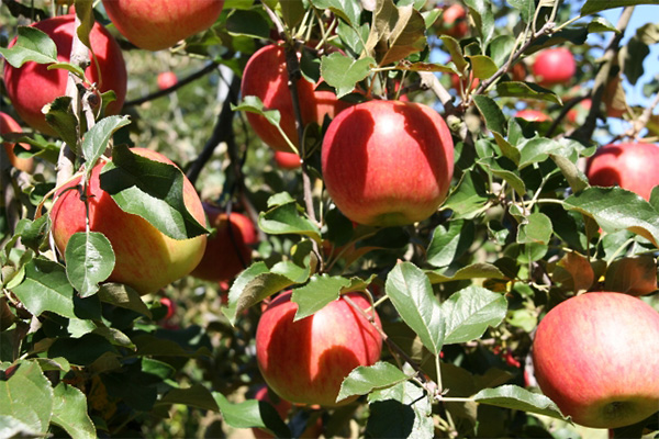 地元に根差したサークルも面白い