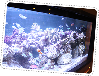 学校の地下には水族館スペース!