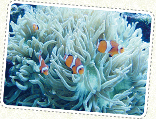 クラゲやクマノミの繁殖にも挑戦!